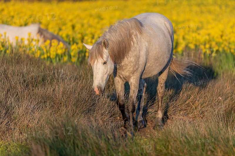 Camargue horses feeding in a swamp full of yellow irises. Saintes Maries de la Mer, Parc naturel regional de Camargue, Arles, Bouches du Rhone, Provence Alpes Cote d'Azur, France