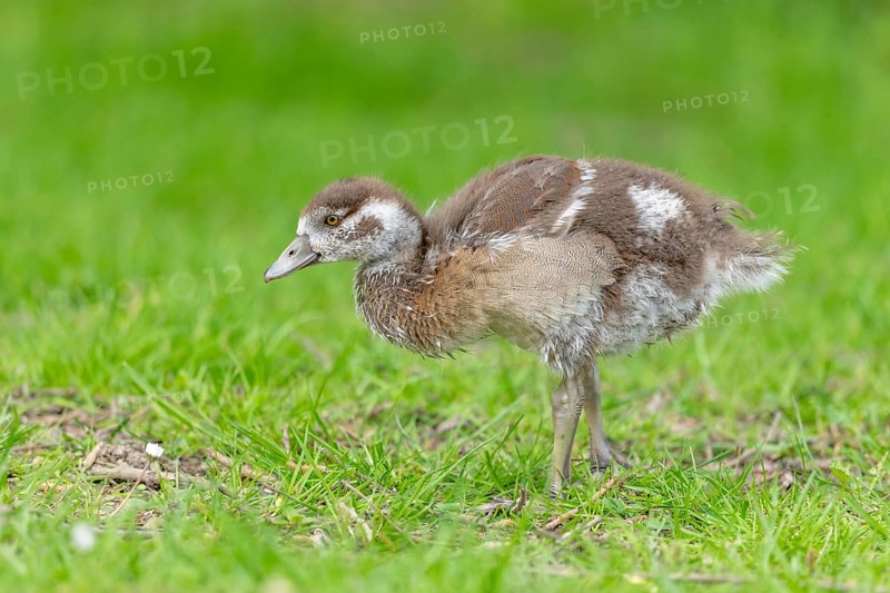 Egyptian goose chick (Alopochen aegyptiaca) at the edge of a river. Bas-Rhin, Collectivite europeenne d'Alsace, Grand Est, France. Europe