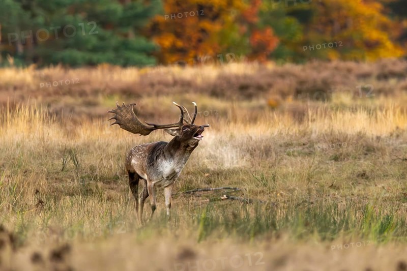 Roaring fallow deer (Dama dama) during the rut in a clearing, Rüsselsheim am Main, Hesse, Germany