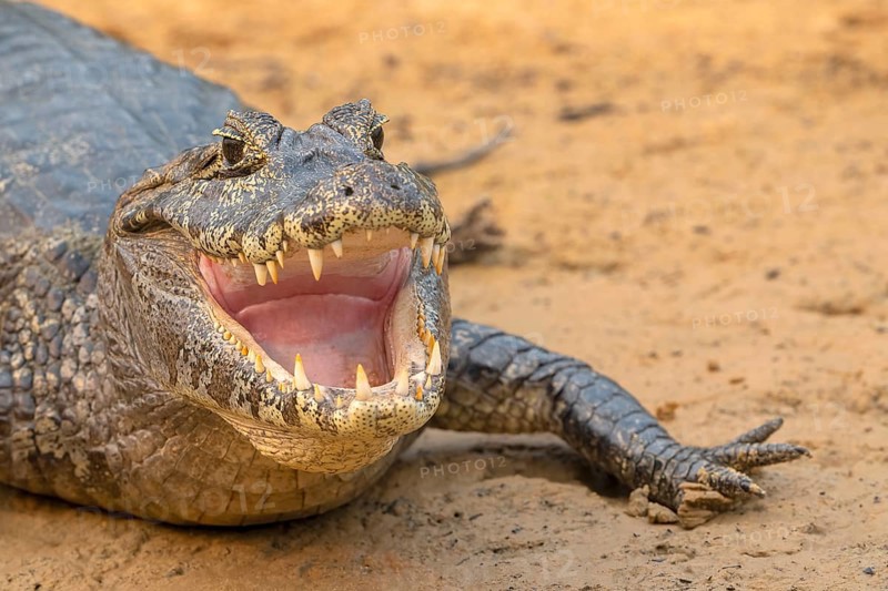 Spectacled caiman (Caiman crocodilus yacara), Crocodile (Alligatoridae), crocodile (Crocodylia), animal portrait, Pantanal, inland, wetland, UNESCO Biosphere Reserve, World Heritage Site, wetland, Mato Grosso, Brazil