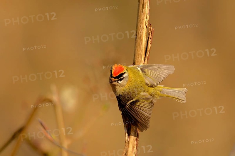 Courting goldcrest Displaying Firecrest