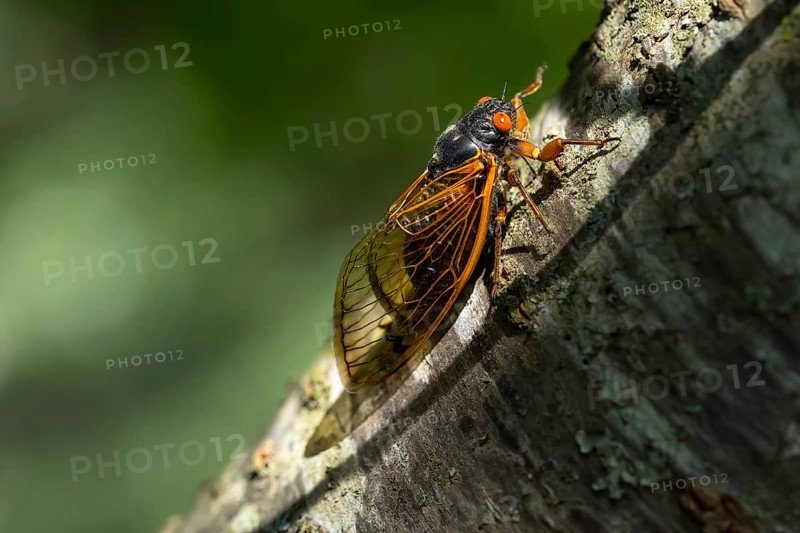 The 17-year cicada, Magicicada cassini, emerges in vast numbers in North America every 17 years, often synchronizing their courtship in massive displays. Described in 1852, named after John Cassin
