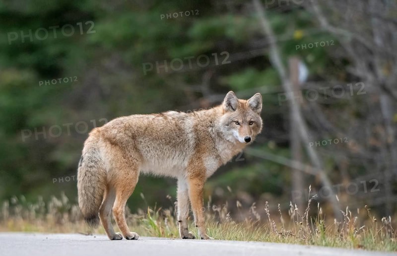 Wild Coyote Prairies Canada Saskatchewan on the hunt