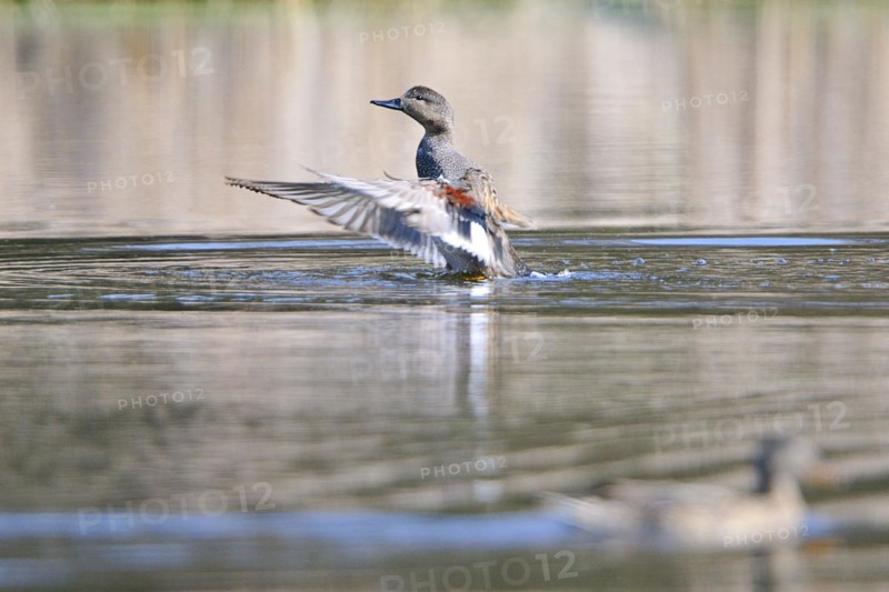 Gadwall ducks, Upper Lusatia, Saxony, Germany, Anas strepera, Gadwall, Germany
