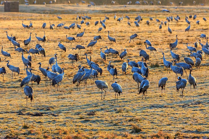 Flock of cranes grazing on a field in spring