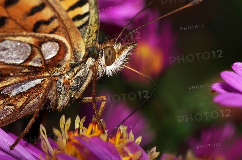 Pearl-bordered fritillary on aster blossom drinking nectar