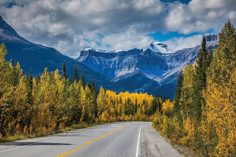 Bright yellow aspen and birch beside the road. Canadian Rockies, Banff National Park in the autumn. Majestic mountains and glaciers on the background of cloudy sky