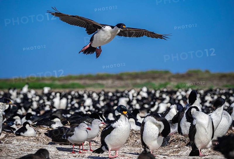 Blue-eyed Cormorant (Phalacrocorax atriceps), also Imperial shag, landing in a breeding colony, Bleaker Island, Falkland Islands, Great Britain, South Atlantic