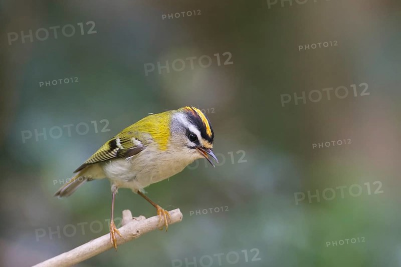 Firecrest on perch