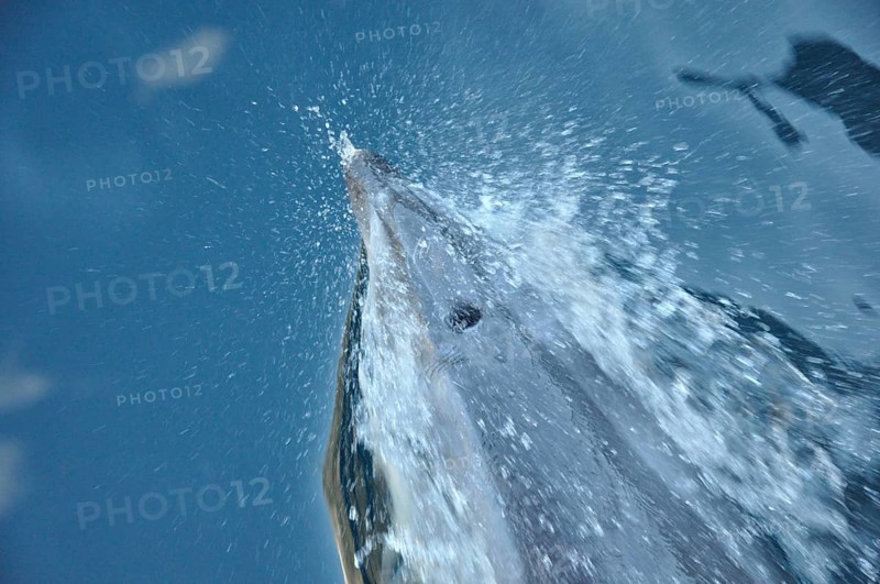 Bottlenose dolphins, Tursiops truncatus, at bow of ship in Milford Sound, Fiordland, New Zealand