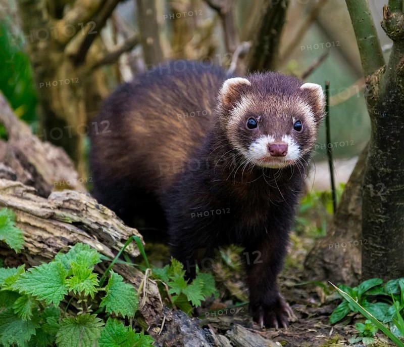 Polecat (Captive)