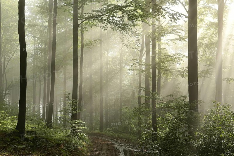 Sunrise in the spring beech forest after rainfall, Bischofskoppe Mountain, June, Poland