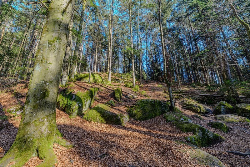 Forest landscape with moss-covered stones and tall trees under a blue sky, Höllbachtal, Upper Palatinate