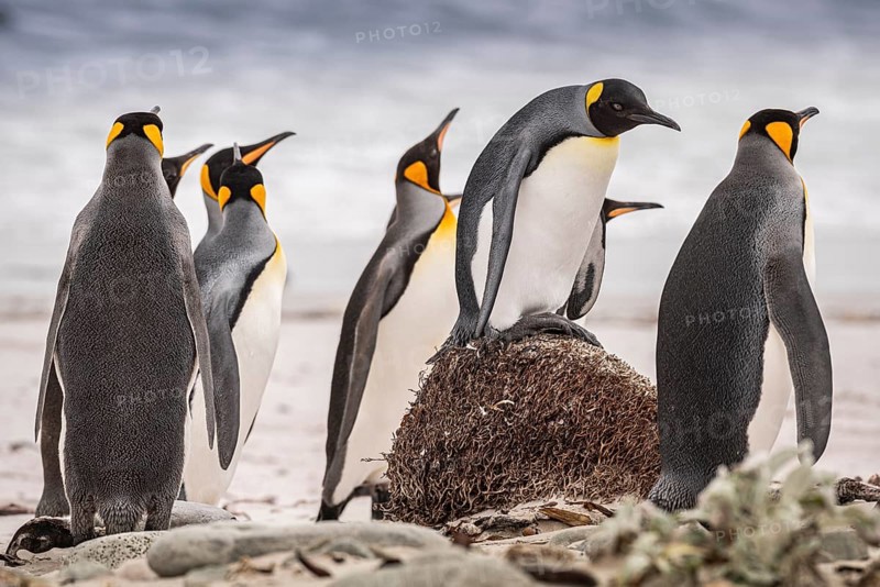 King penguins (Aptenodytes patagonicus), on the beach, Volunteer Point, Falkland Islands, Great Britain, South Atlantic
