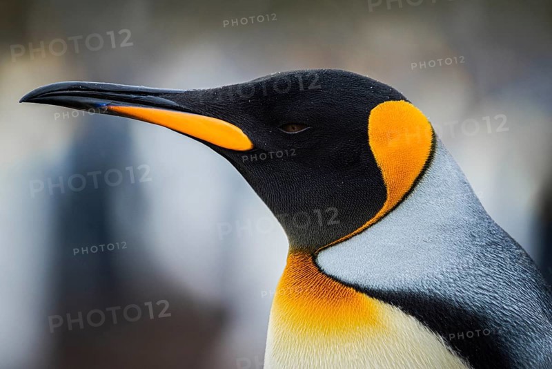 King penguin (Aptenodytes patagonicus), in a colony, Volunteer Point, Falkland Islands, Great Britain, South Atlantic