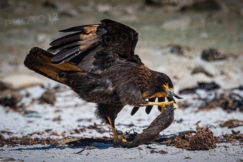 Falkland caracara (Phalcoboenus australis) playing with floating debris, Pebble Island, Falkland Islands, Great Britain, South Atlantic