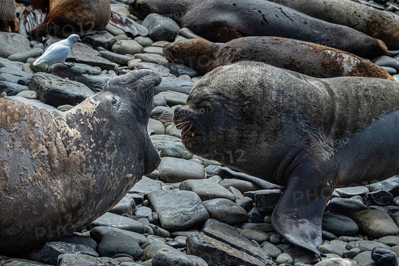 Male Southern elephant seal (Mirounga leonina) and male maned seal, also known as sea lion (Otaria flavescens), threatening each other, Bleaker Island, Falkland Islands, Great Britain, South Atlantic Ocean