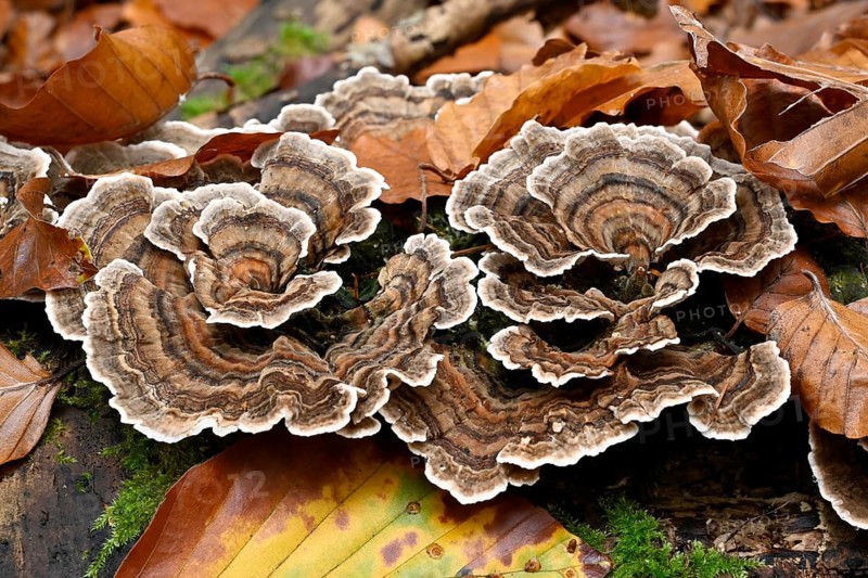 Butterfly Tramete (Trametes versicolor, Coriolus versicolor, Polyporus versicolor)