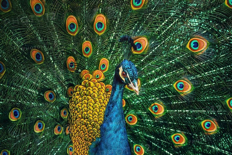 Portrait Of The Peacock During Courtship Display