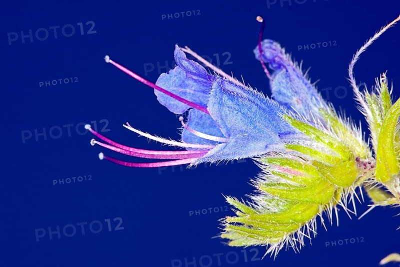 Echium vulgare, Viper's Bugloss, Viper's Bugloss