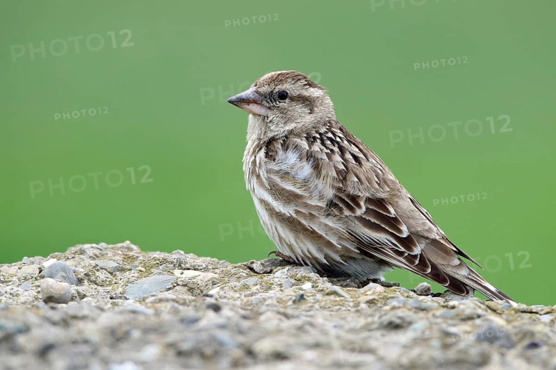 Rock Sparrow, Petronia petronia