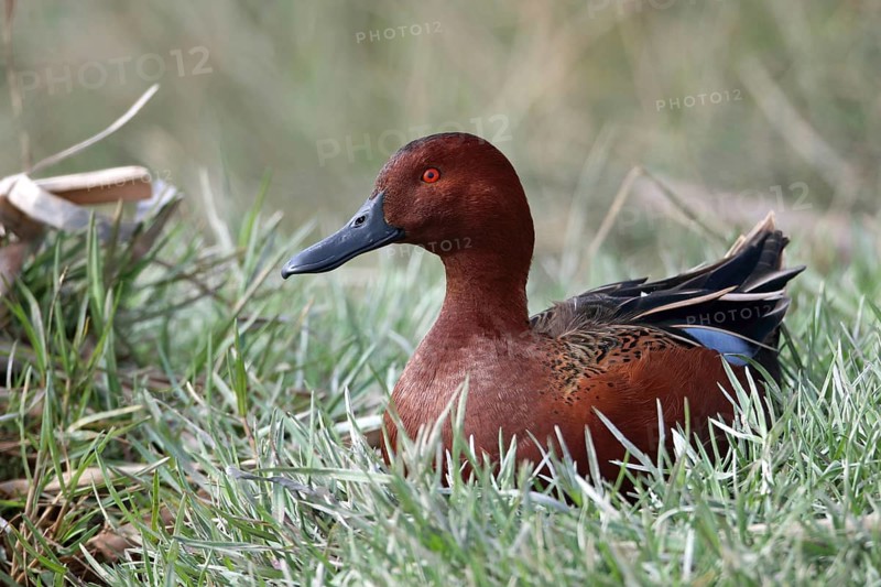 Cinnamon teal, Spatula cyanoptera, Arica, Chile