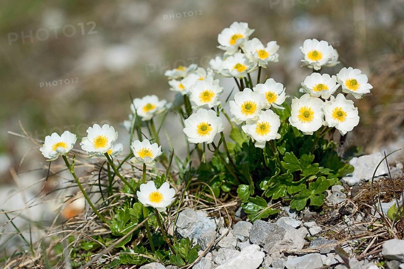 Ranunculus alpestris, Alpine Crowfoot, Alpine Crowfoot