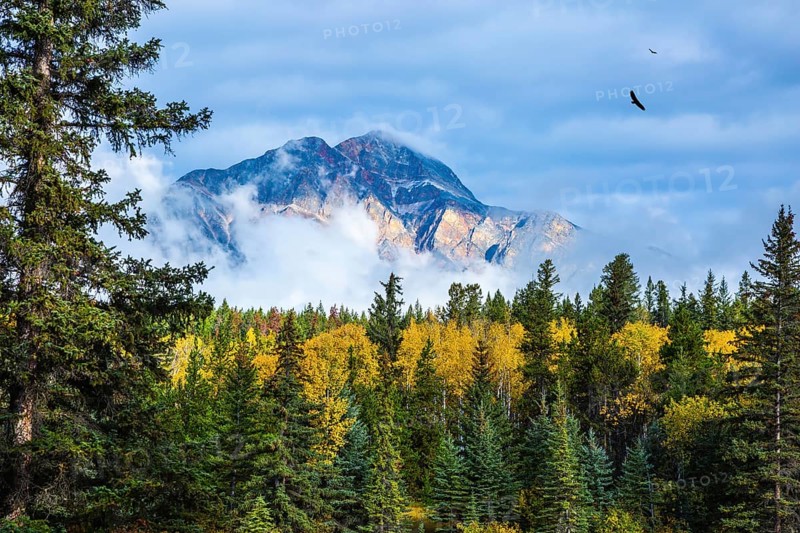 The evergreen forests, yellowed shrubs and distant mountains. Warm autumn day in Jasper Park, Canadian Rockies