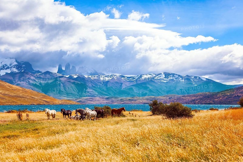 The mountain range is covered with eternal snow. The Torres del Paine park in Chile. Herd of wild horses graze on the yellow grass. Lagoon Azul is mountain lake near three rocks - torres