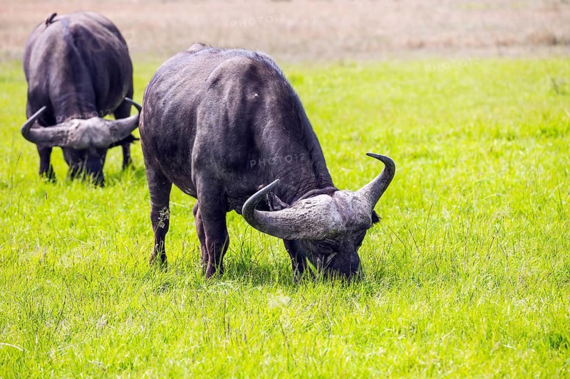 Gorgeous African buffalo graze in the tall grass of the savannah. The trip to the African savannah. Safari in Masai Mara National Park, Kenya. Ecological, active and phototourism concept