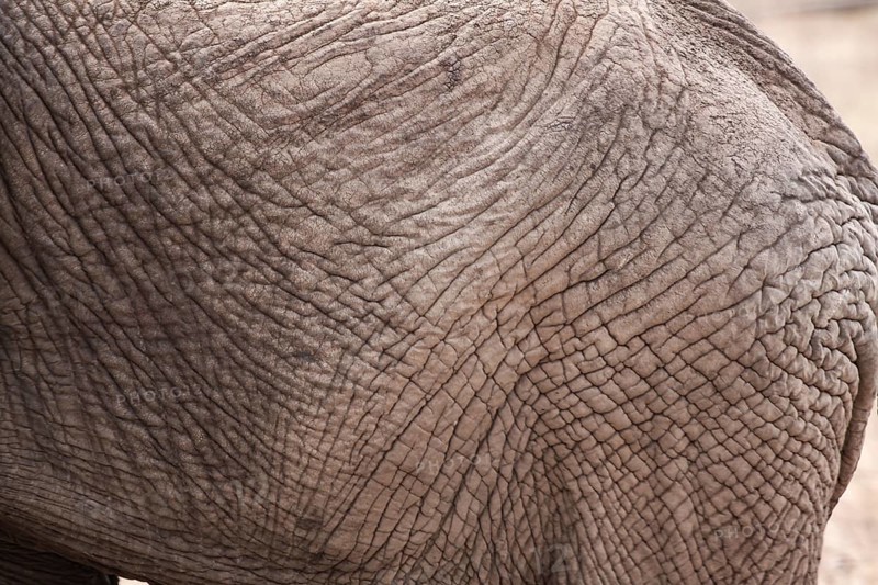 Detail of elephant skin as texture and grey background