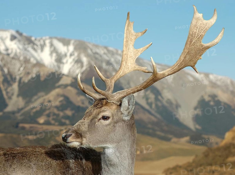 Montage of a fallow deer buck against a mountain background, South Island, New Zealand