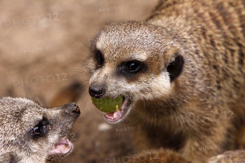 Meerkat