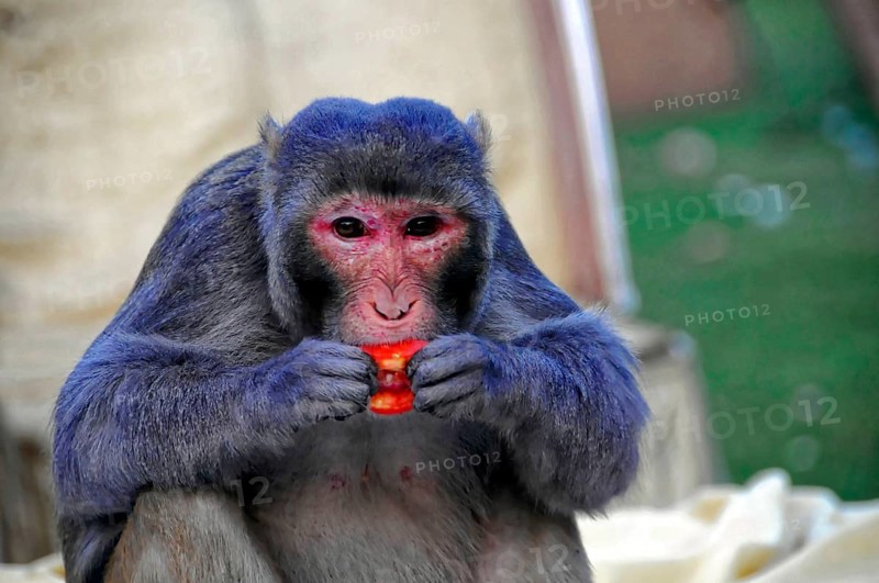 Near Agra, Uttar Pradesh, India, Asia, Monkey holding a red fruit in his hands and eating, Rajasthan, North India