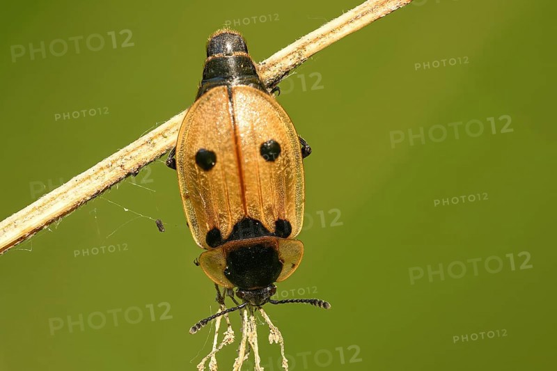 Four-spotted caterpillar moth (Dendroxena quadrimaculata)