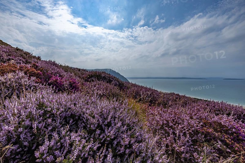 Purple flowering heather with heather (Erica) on the coast with mountains in the background on the edge of Snowdonia National Park, Penmaenmawr, Dwygyfylchi, Caernarfonshire, Conwy County Borough, Wales, United Kingdom