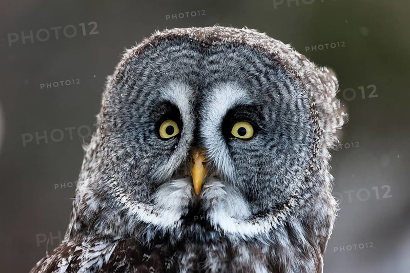 A captive great grey owl (Strix nebulosa) sits on a perch at a bird of prey sanctuary during winter