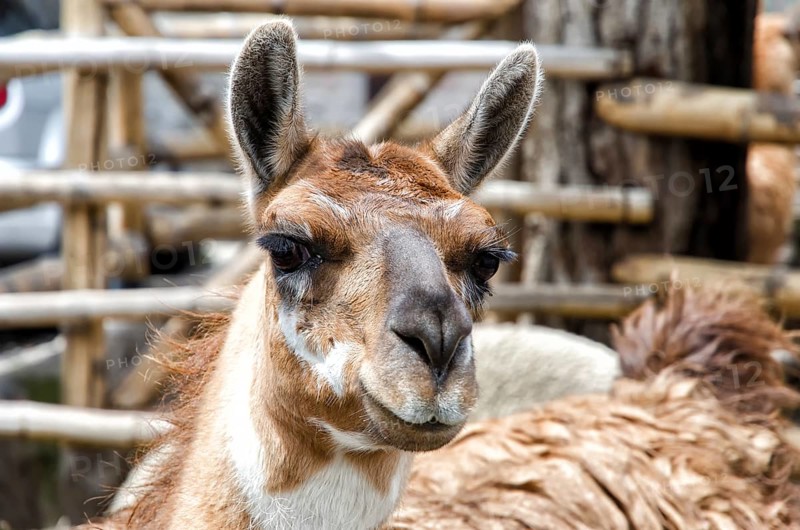 Llama