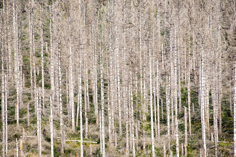 Dead trees in a pine forest due to global warming