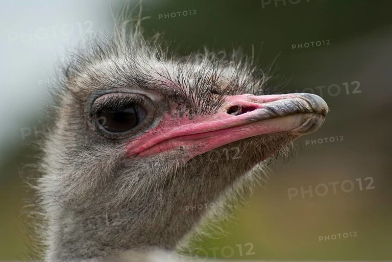 Portrait of the common ostrich (Struthio camelus), Usedom, DEU