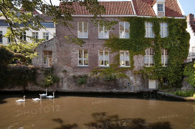 Swans swimming in the channel in Bruges, Belgium