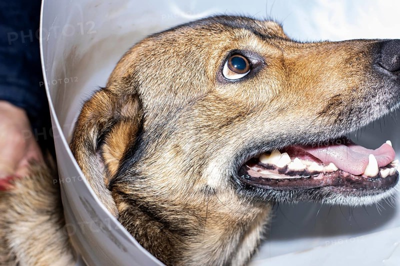 Portrait of a brown dog wearing an Elizabethan collar to protect it from a surgical operation