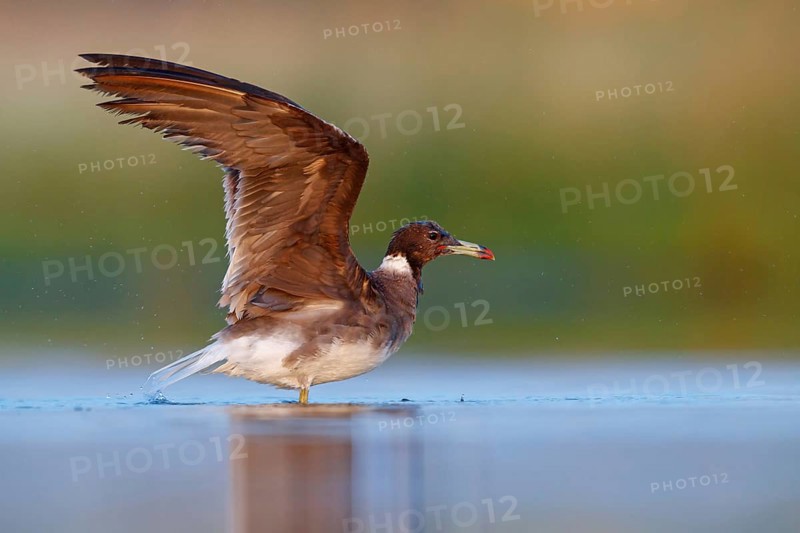 Hemprich's Gull, (Ichthyaetus hemprichii), (Larus hemprichii), Fish Eagle Gull Salalah, Raysut, Dhofar, Oman