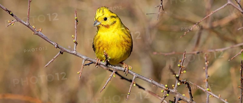 Yellowhammer, (Emberiza citrinella), perch, tree, twig, songbird, bunting family, Nahe valley, Rhineland-Palatinate, Federal Republic of Germany