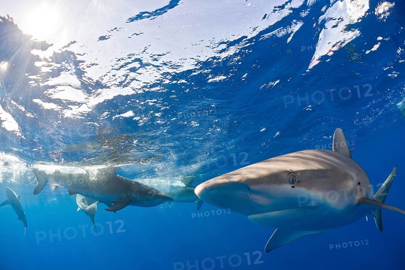 Galapagos sharks, Carcharhinus galapagensis, Oahu, Pacific, Hawaii, USA
