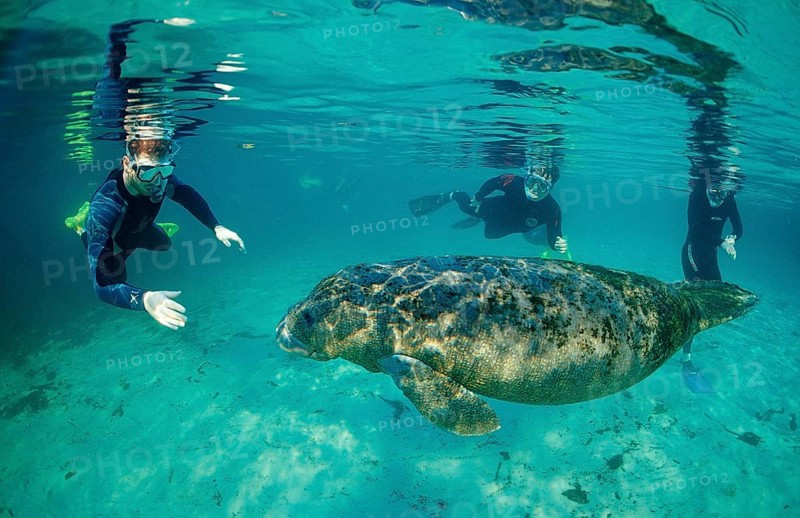 Round-tailed manatee and snorkeller, Trichechus manatus latirostris, USA, Florida, FL, Crystal River
