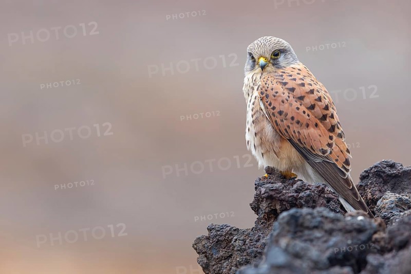 Kestrel, (Falco tinnunculus), perches on rocks, Canary Islands, animals, birds, falcons, foraging, lava rocks, Lanzarote, Canary Islands, Spain