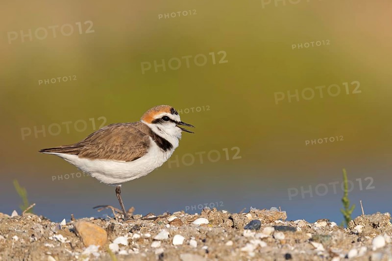 Animals, birds, plover, Kentish plover, (Charadrius alexandrinus), biotope, habitat, foraging, Lesbos, Greece