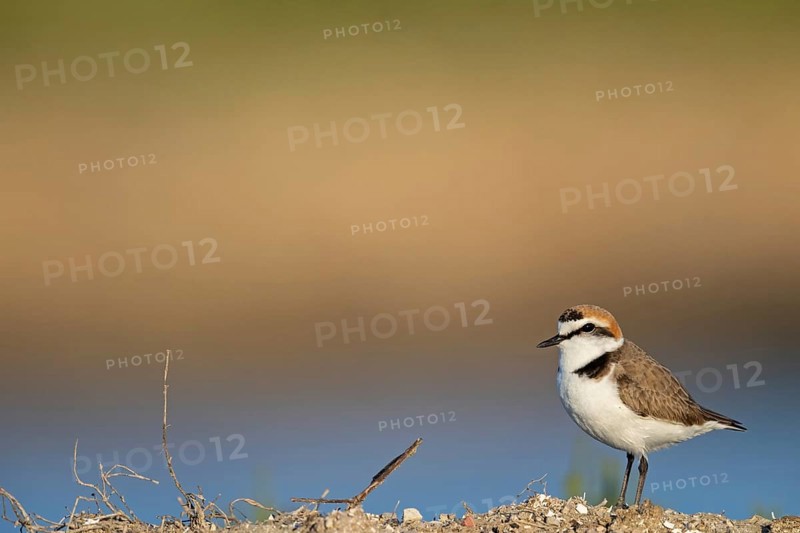 Animals, birds, plover, Kentish plover, (Charadrius alexandrinus), biotope, habitat, foraging, Lesbos, Greece