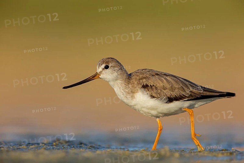 Terek sandpiper, (Xenus cinereus), animal, animals, bird, birds, snipe family, snipe, biotope, habitat, foraging Salalah, Raysut, Sohar, Oman